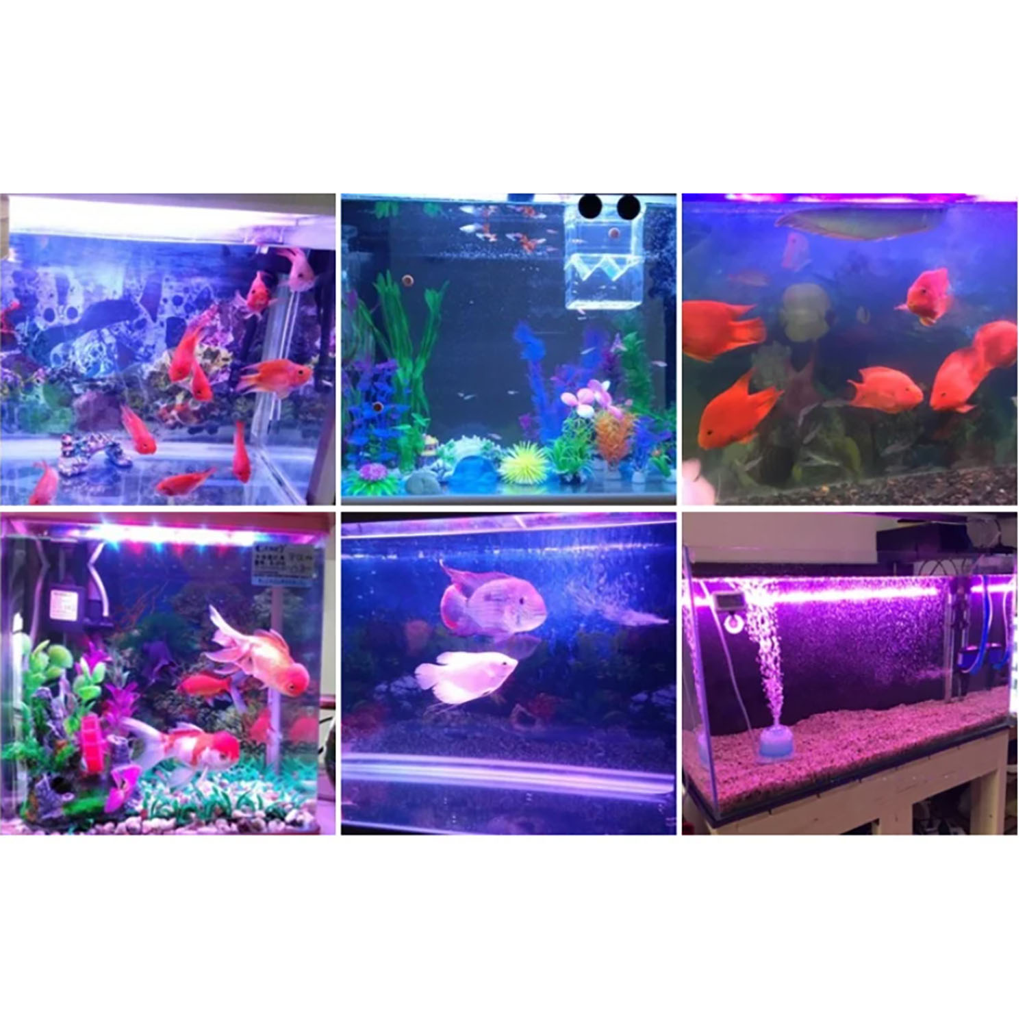 Aquarium Blue Marine - ไฟ LED สำหรับตู้ปลาทะเล กำลังสูง 50W 60W